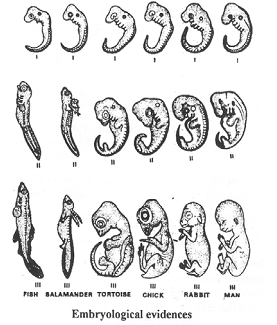 833_embryological evidences.png